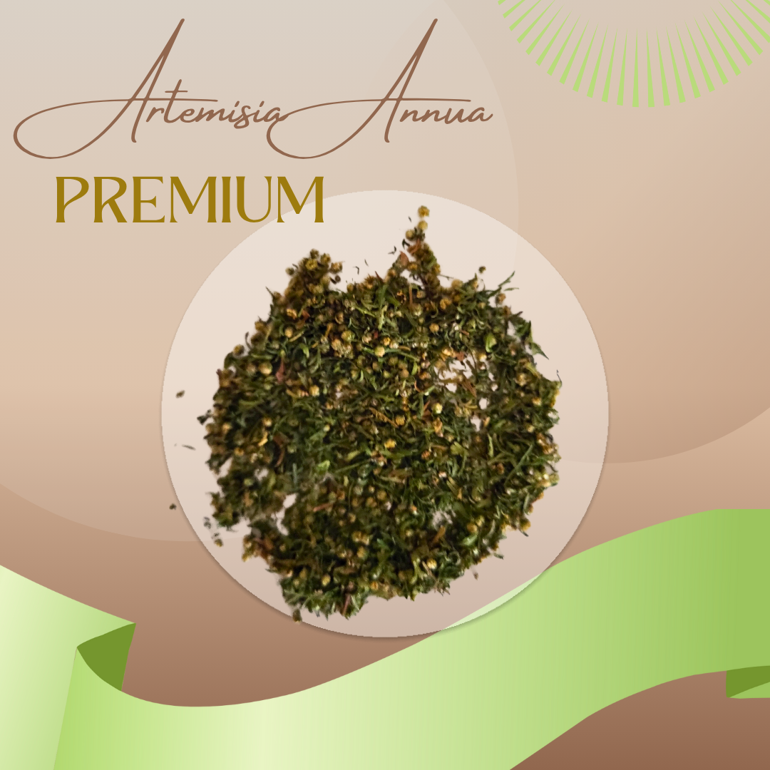 Artemisia annua (Einjähriger Beifuß) Premium – Feinschnitt getrocknet