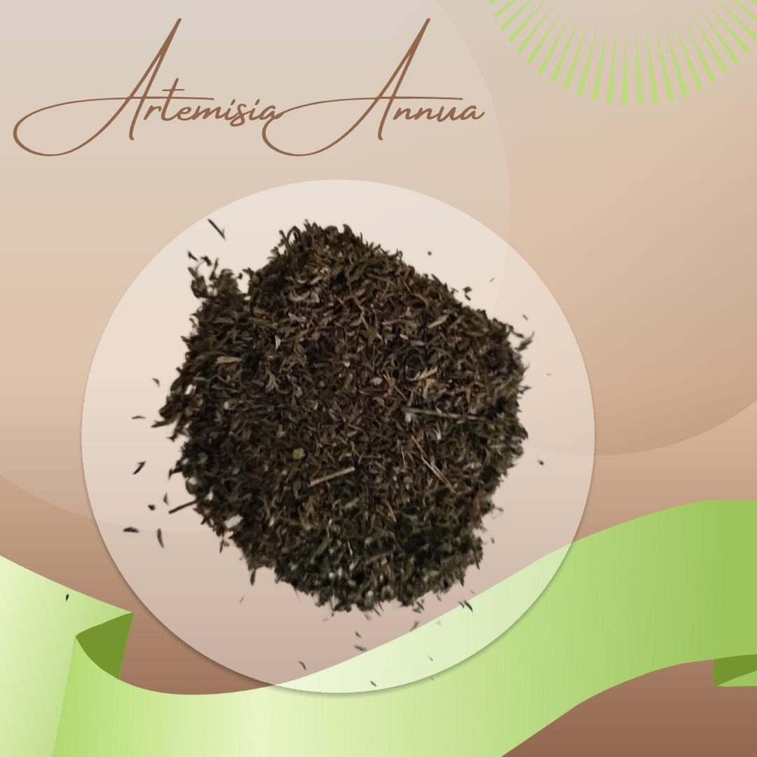 Artemisia annua (Einjähriger Beifuß) – Feinschnitt getrocknet