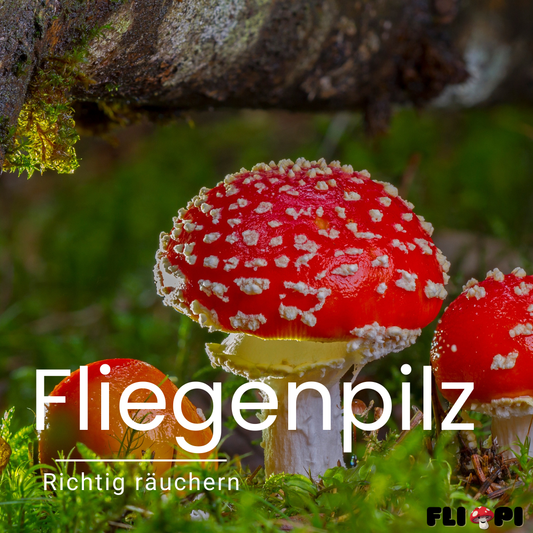 Fliegenpilz räuchern: Altes Ritual neu entdecken