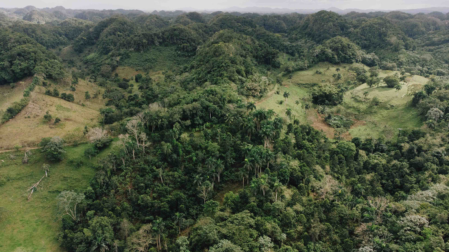 Almarte Rohkakao – rein, unverfälscht und im Einklang mit der Natur