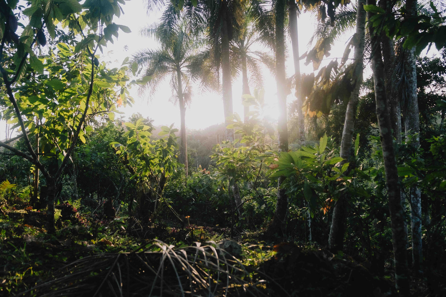 Almarte Rohkakao – rein, unverfälscht und im Einklang mit der Natur