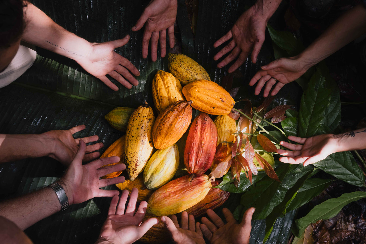 Almarte Rohkakao – rein, unverfälscht und im Einklang mit der Natur